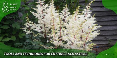 propagate astilbe|when to cut back astilbe.